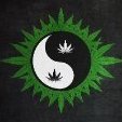 DaggerTHC